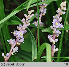 Liriope spicata (liriope kłosowate)