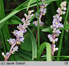 Liriope spicata