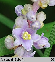 Liriope spicata