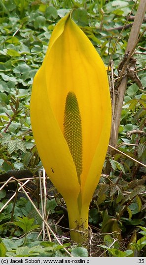 Lysichiton americanus (tulejnik amerykański)