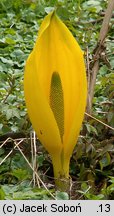 Lysichiton americanus (tulejnik amerykański)