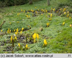 Lysichiton americanus (tulejnik amerykański)