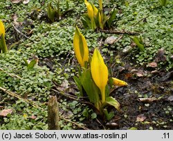 Lysichiton americanus (tulejnik amerykański)