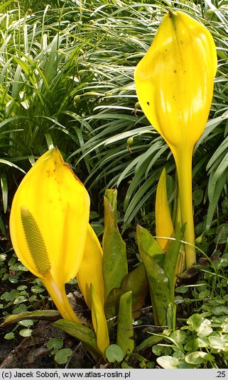 Lysichiton americanus (tulejnik amerykański)