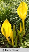 Lysichiton americanus (tulejnik amerykański)