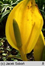 Lysichiton americanus (tulejnik amerykański)