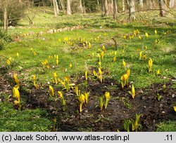 Lysichiton americanus (tulejnik amerykański)