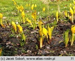 Lysichiton americanus (tulejnik amerykański)