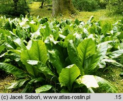 Lysichiton americanus