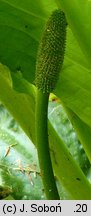 Lysichiton americanus