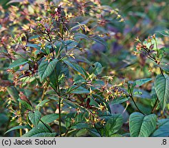 Lysimachia ciliata (tojeść orzęsiona)