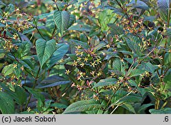 Lysimachia ciliata (tojeść orzęsiona)