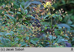 Lysimachia ciliata (tojeść orzęsiona)