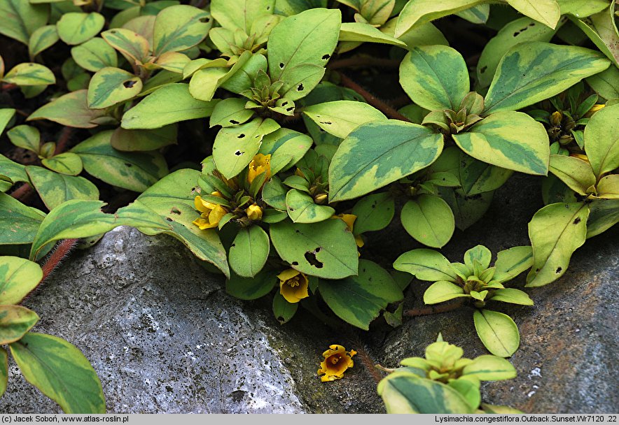 Lysimachia congestiflora (tojeść gęstokwiatowa)