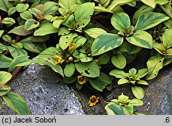 Lysimachia congestiflora (tojeść gęstokwiatowa)