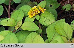 Lysimachia congestiflora (tojeść gęstokwiatowa)