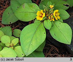 Lysimachia congestiflora (tojeść gęstokwiatowa)