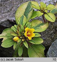 Lysimachia congestiflora (tojeść gęstokwiatowa)