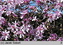 Magnolia ×loebneri Leonard Messel