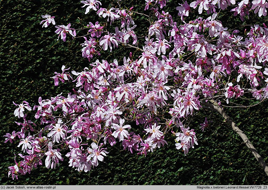 Magnolia ×loebneri Leonard Messel