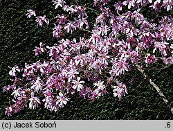 Magnolia ×loebneri Leonard Messel