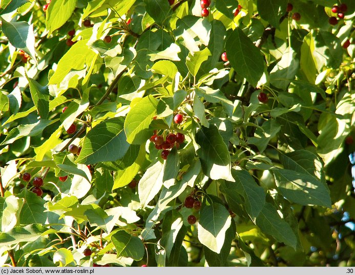 Malus baccata