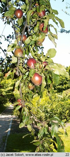 Malus sylvestris