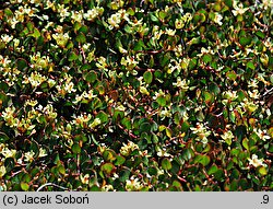 Muehlenbeckia axillaris (muhlenbekia niska)