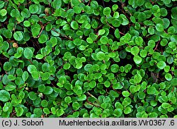 Muehlenbeckia axillaris (muhlenbekia niska)