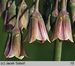 Nectaroscordum siculum ssp. bulgaricum (czosnek bułgarski)