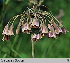 Nectaroscordum siculum ssp. bulgaricum (czosnek bułgarski)