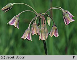 Nectaroscordum siculum ssp. bulgaricum (czosnek bułgarski)