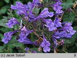 Nepeta sibirica (kocimiętka syberyjska)