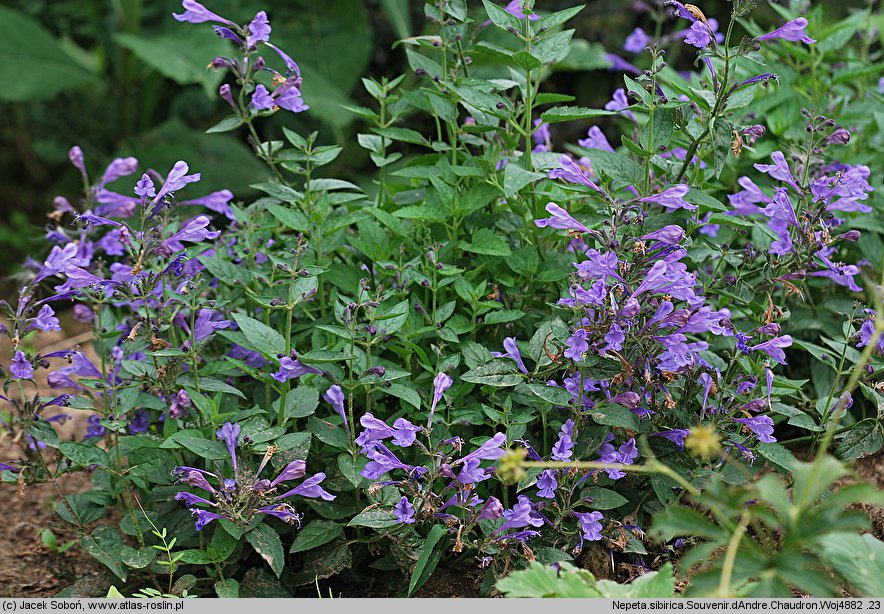 Nepeta sibirica (kocimiętka syberyjska)