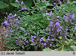 Nepeta sibirica (kocimiętka syberyjska)