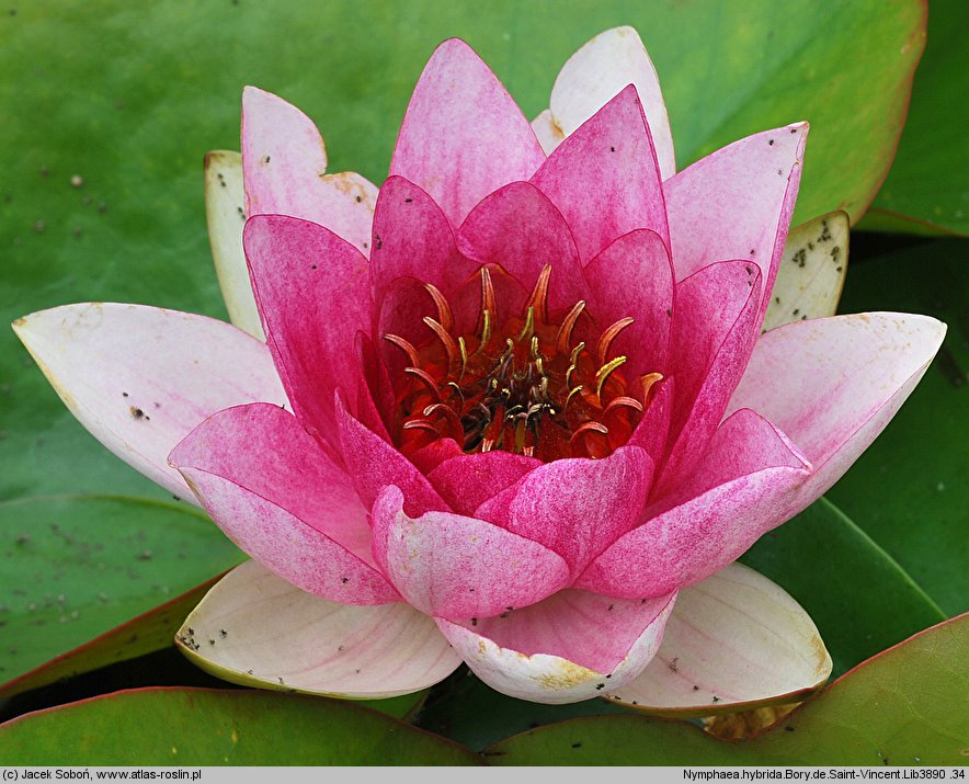 Nymphaea hort. Bory de Saint-Vincent