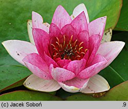 Nymphaea hort. Bory de Saint-Vincent