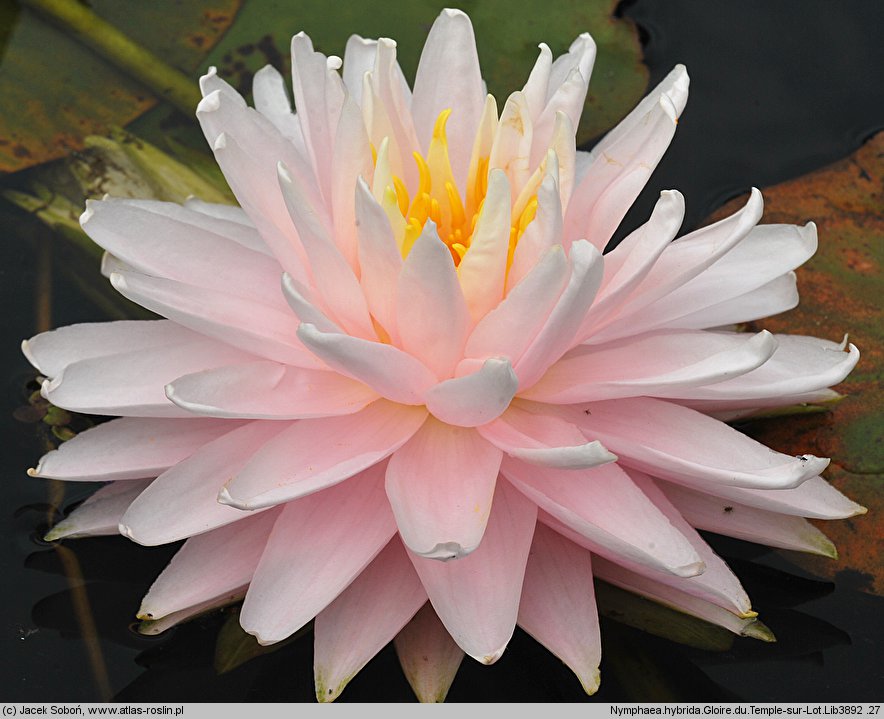 Nymphaea hort. Gloire du Temple-sur-Lot