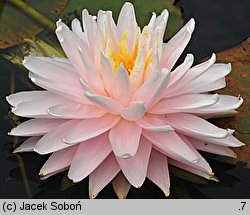 Nymphaea hort. Gloire du Temple-sur-Lot