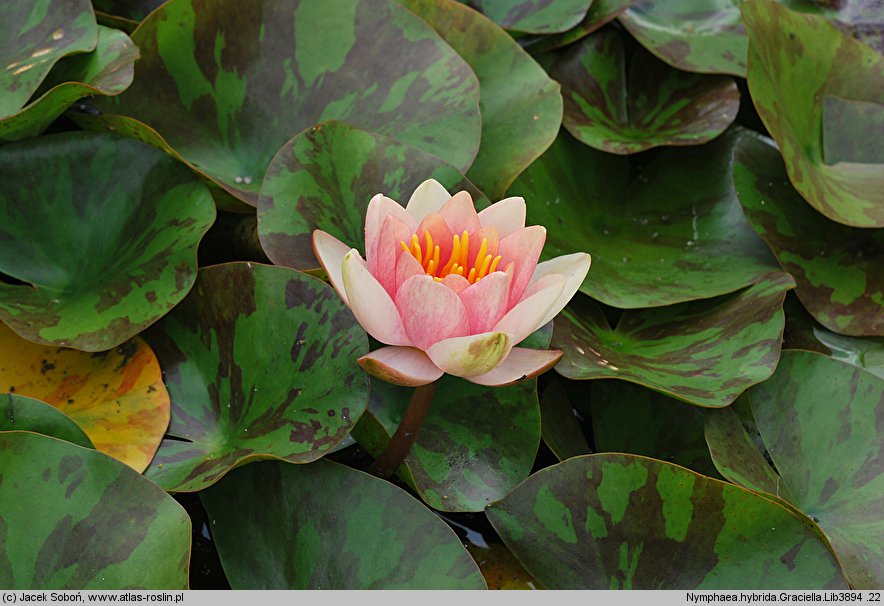 Nymphaea hort. Graciella