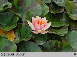 Nymphaea hort. Graciella