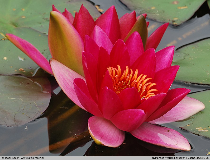 Nymphaea hort. Laydekeri Fulgens