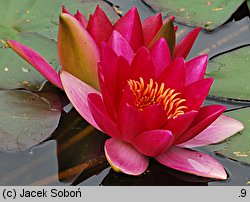 Nymphaea hort. Laydekeri Fulgens
