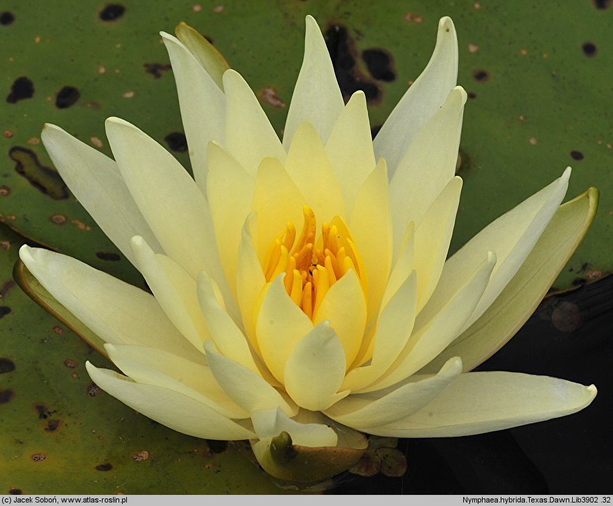 Nymphaea hort. Texas Dawn