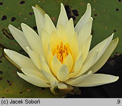 Nymphaea hort. Texas Dawn
