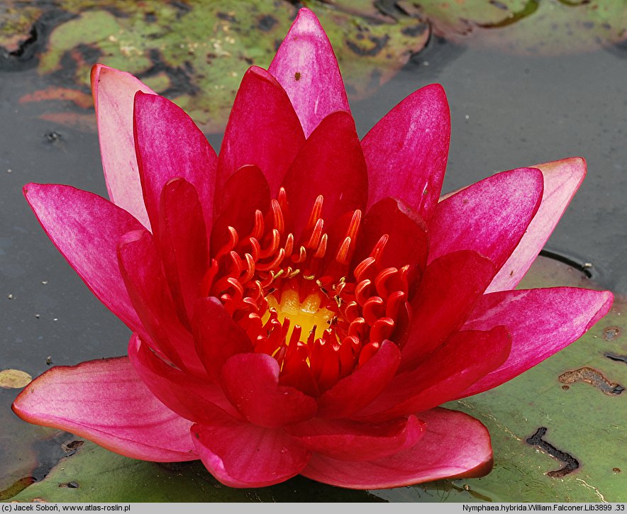 Nymphaea hort. William Falconer