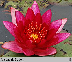 Nymphaea hort. William Falconer