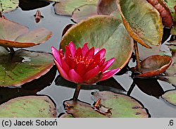 Nymphaea hort. William Falconer