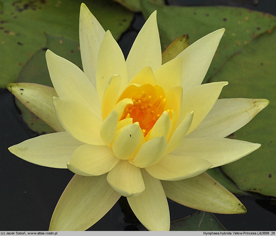 Nymphaea hort. Yellow Princess
