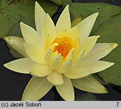 Nymphaea hort. Yellow Princess